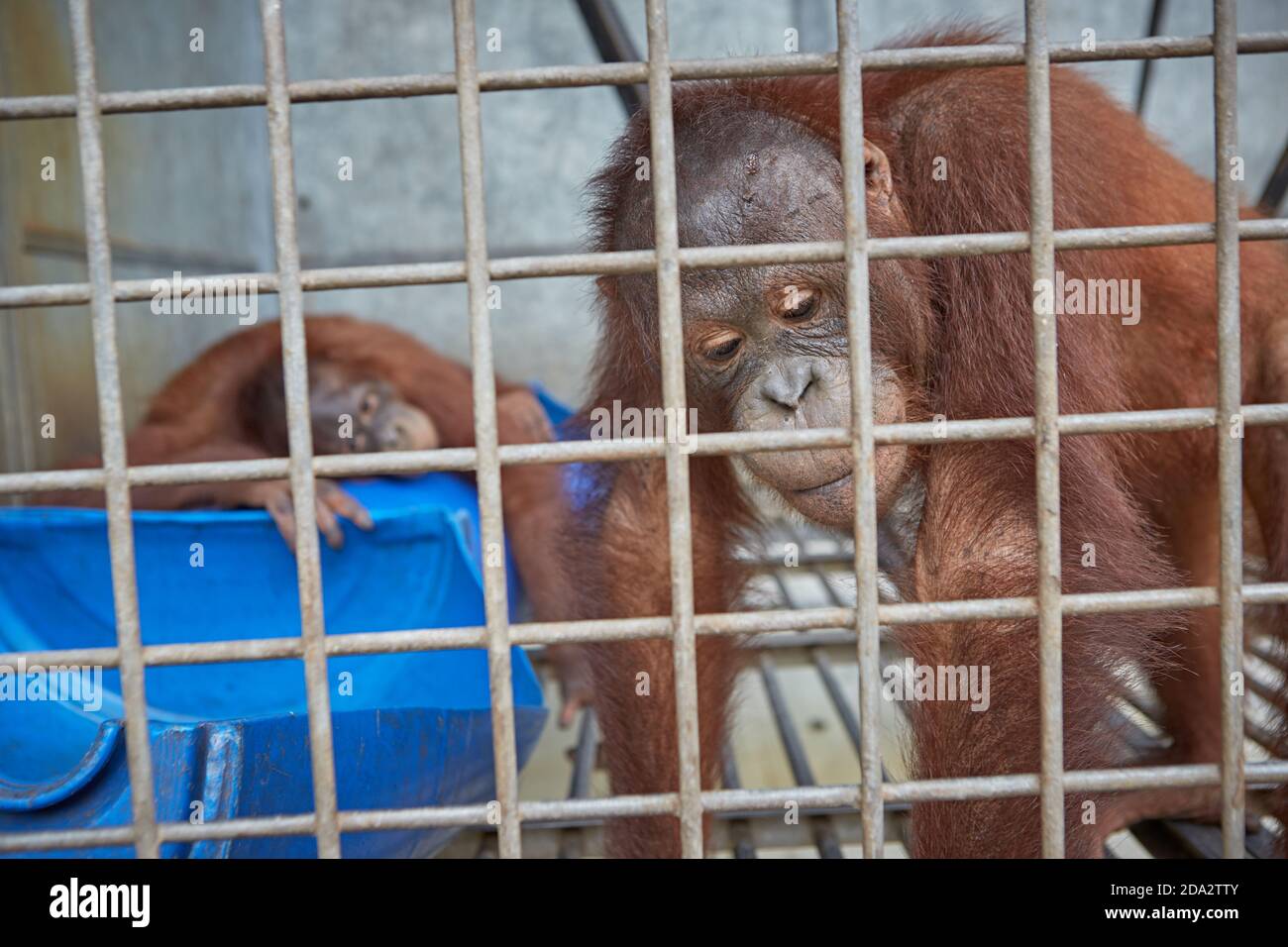 Central Kalimantan, février 2016, Pongo pygmaeus, deux orangutans Bornéo dans une cage dans un centre de rétablissement de la faune. Banque D'Images