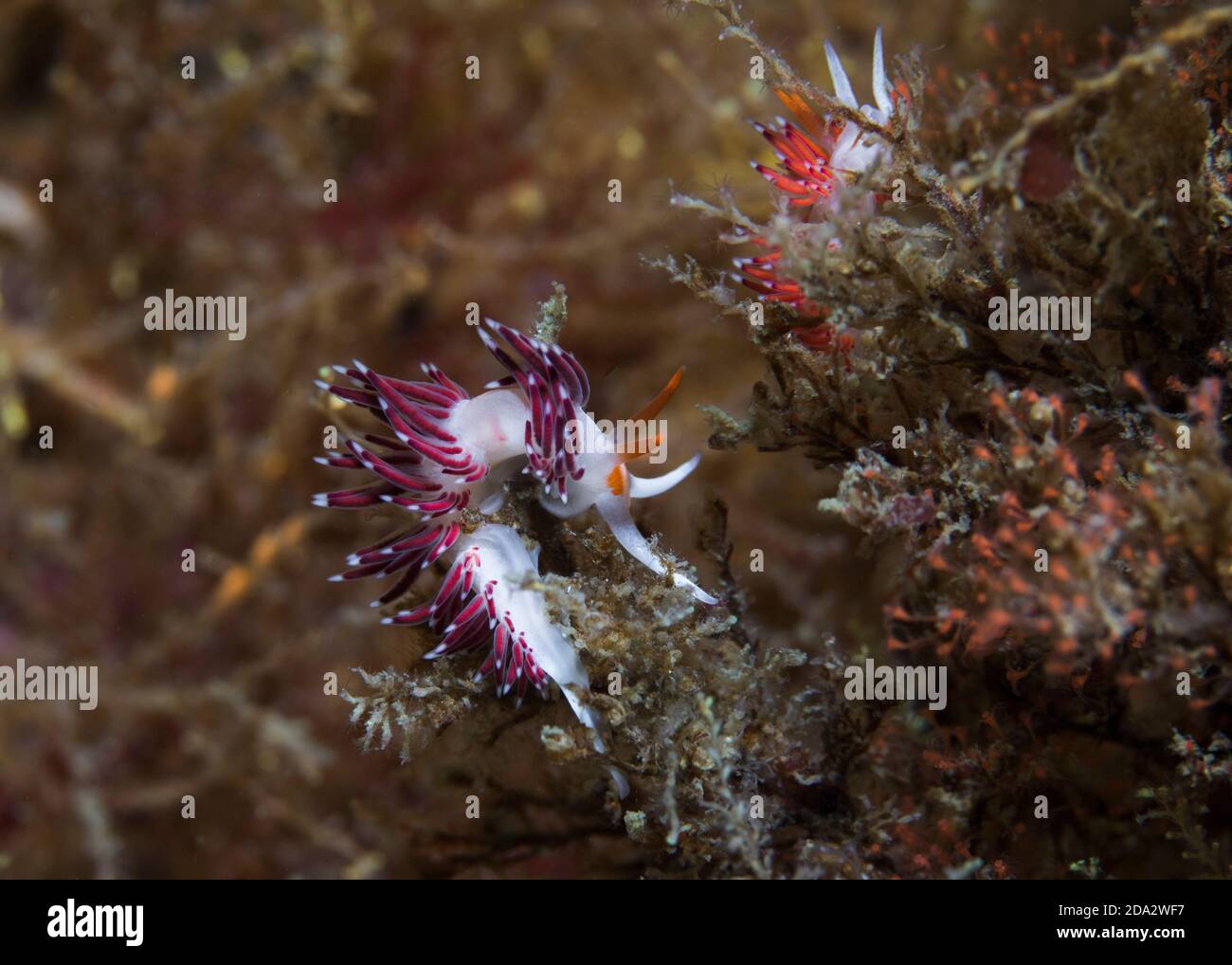 Vue latérale d'une élégante nudibranche (Cratena sp.1) un corps pâle et ses cerata sont rougeâtres ou orange avec des bouts blancs. Banque D'Images