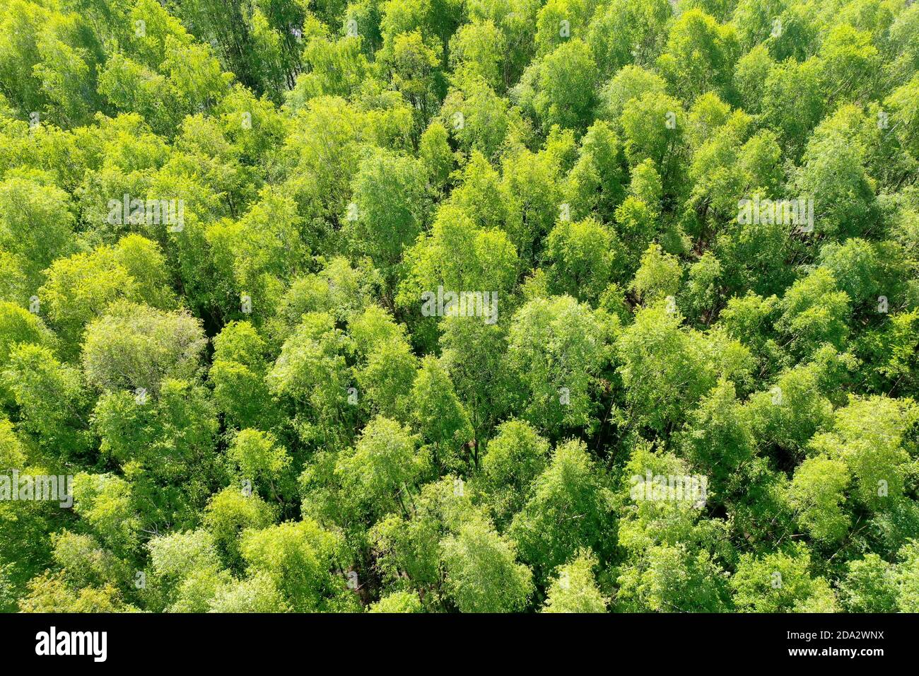 Bouleau à papier, bouleau argenté, bouleau blanc européen, bouleau blanc (Betula pendula, Betula alba), forme de forêt de bouleau ci-dessus, vue aérienne, Allemagne, Banque D'Images