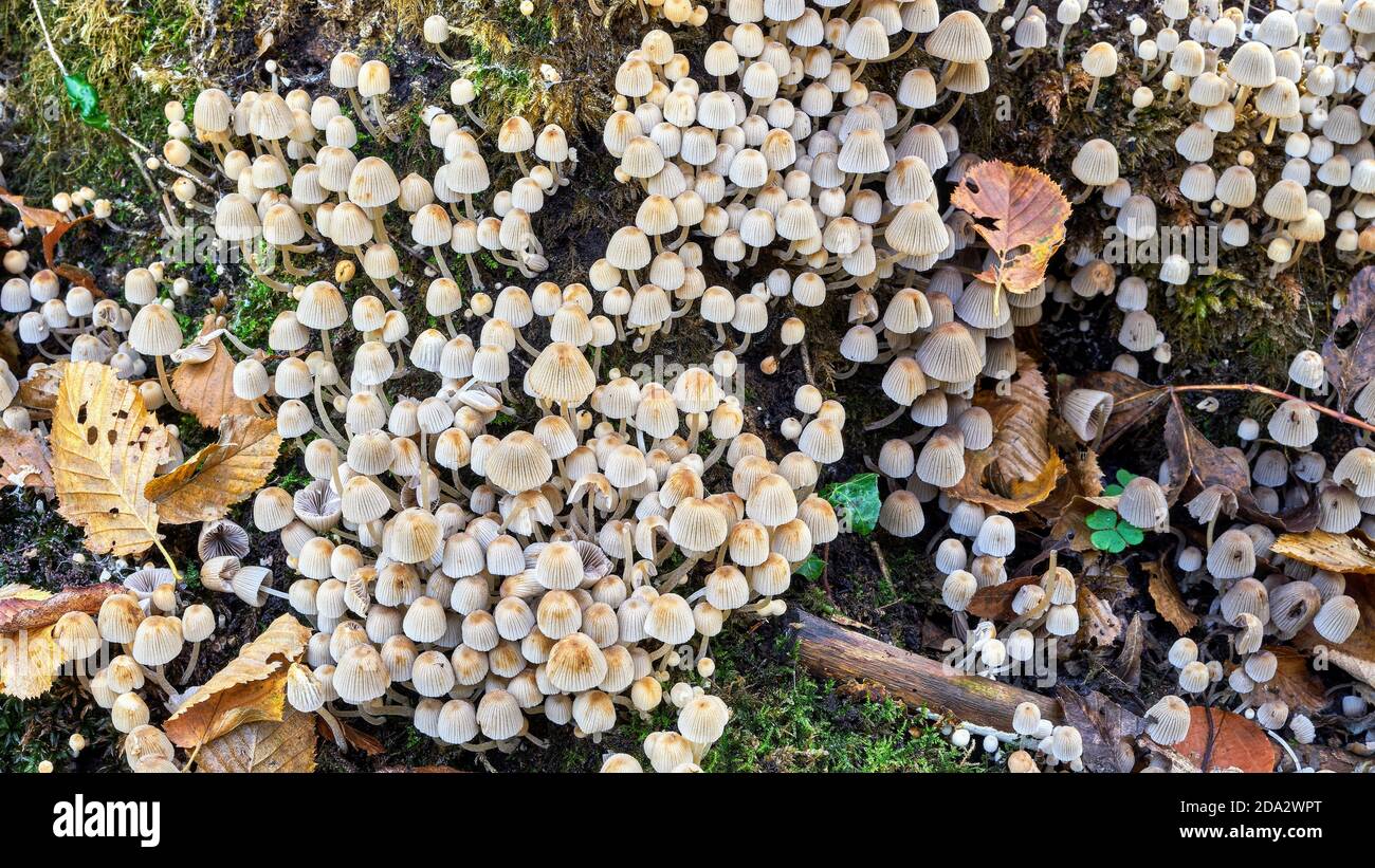 Petits champignons sur bois mort - Coprinellus dissélatus Banque D'Images