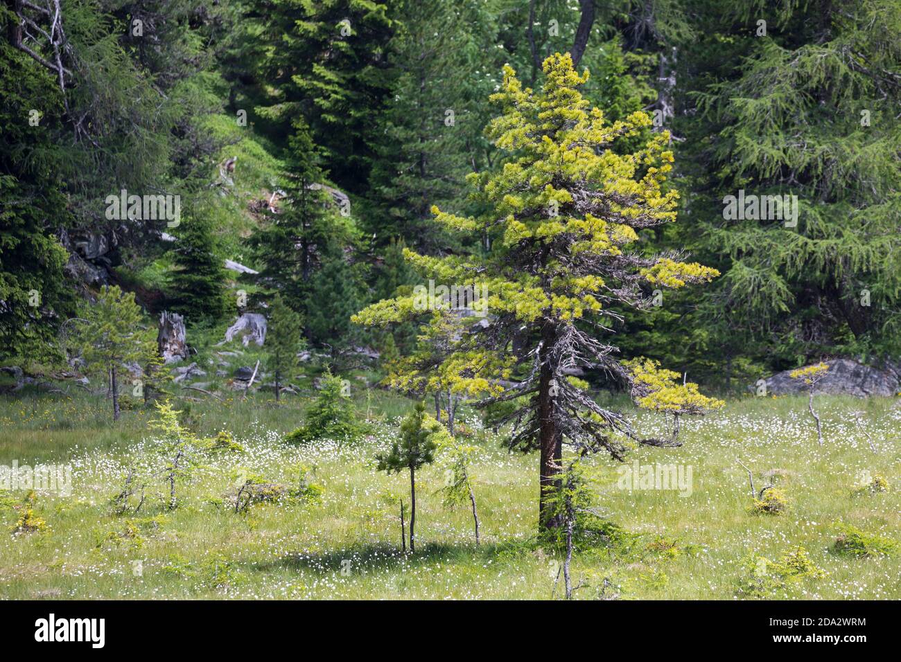 PIN de pierre suisse, PIN d'arolla (Pinus cembra), habitude, Autriche Banque D'Images