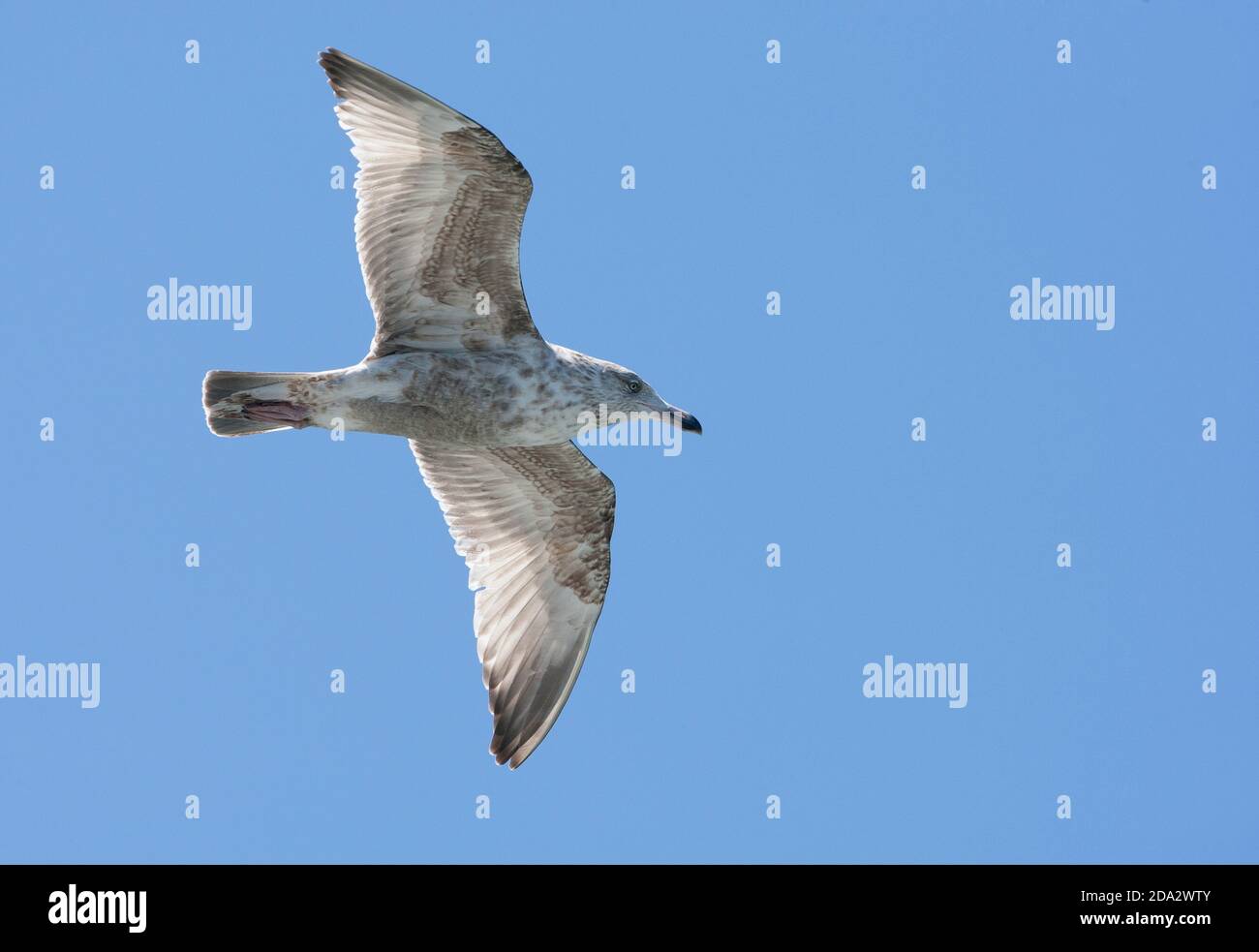 American Herring Gull (Larus smithsonianus), immature en vol, États-Unis, Floride Banque D'Images