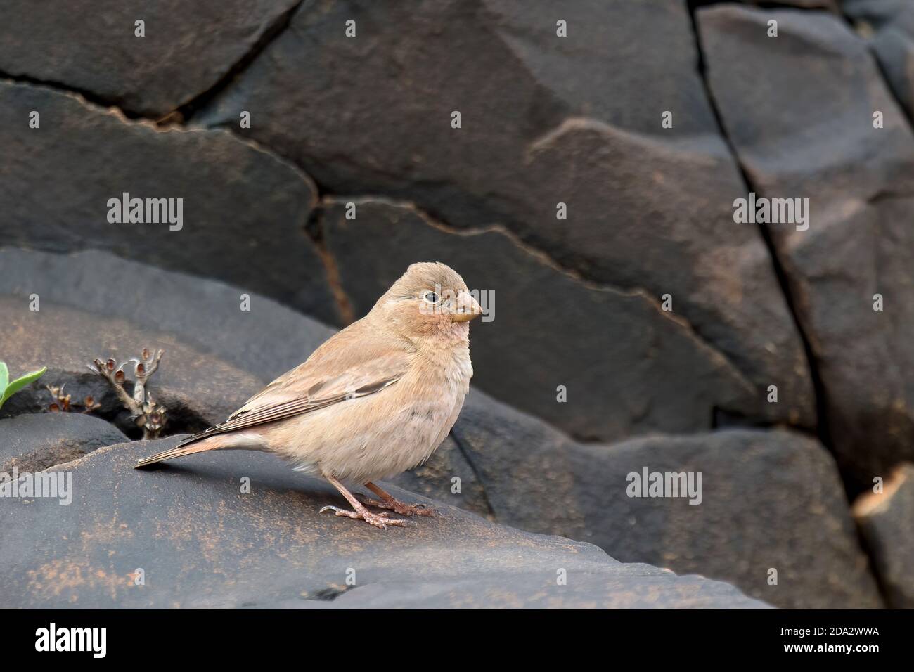 finch (Bucanetes githagineus zedlitzi, Bucanetes zedlitzi, Rhodopechys githaginea zedlitzi), perché en terrain rocheux, Maroc, Iguouaz Banque D'Images