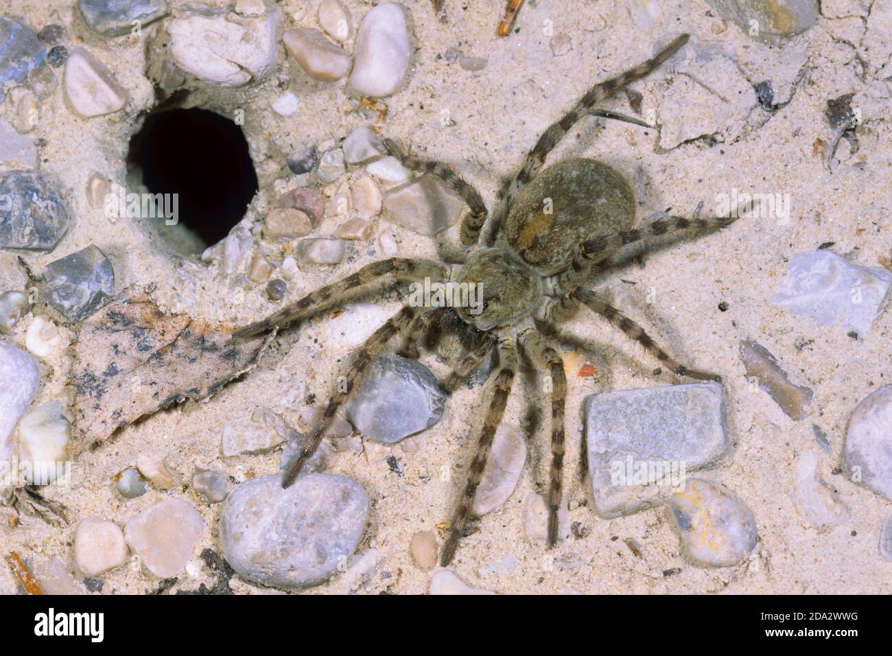 araignée de loup, araignée terrestre (Arctosa cinerea), femelle à l'entrée du tube vivant, Allemagne Banque D'Images