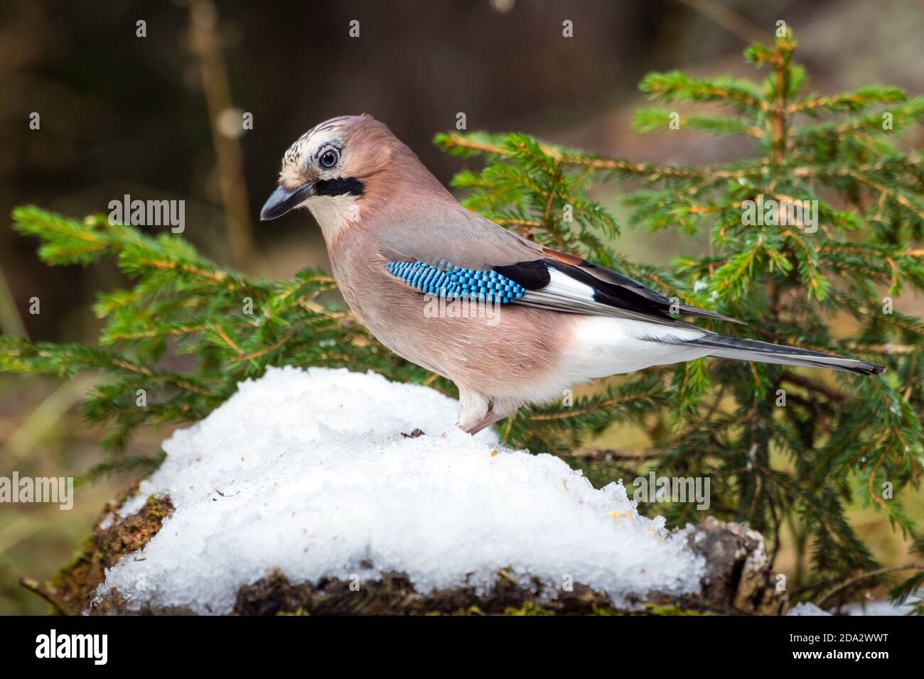 jay (Garrulus glandarius), sur la nourriture d'un tronc d'arbre recouvert de neige, Suisse, Grisons, Arosa Banque D'Images