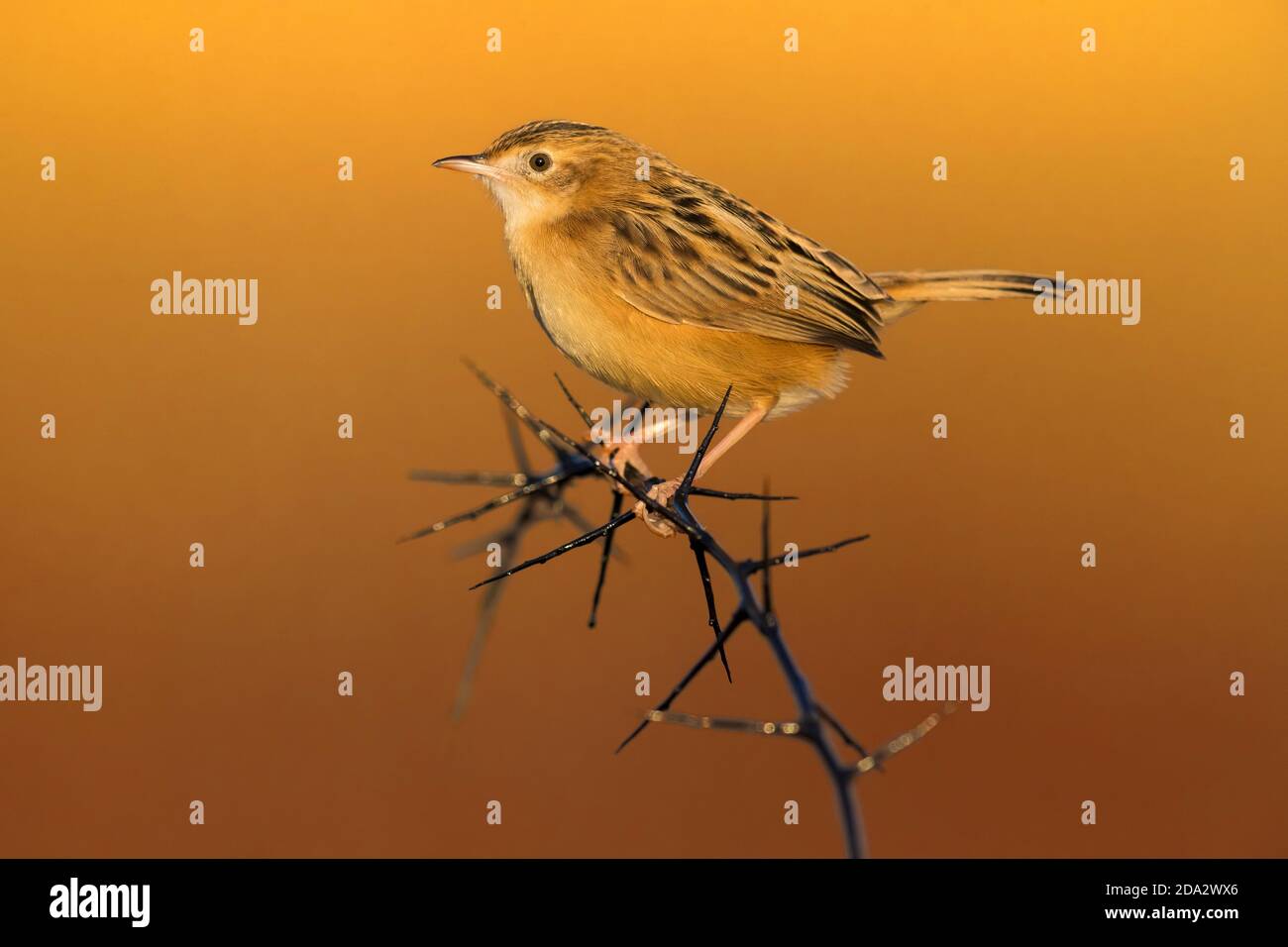 Mise en place de la cisticola (Cisticola joncidis), perchée sur une branche, Italie, Piana fiorentina Banque D'Images
