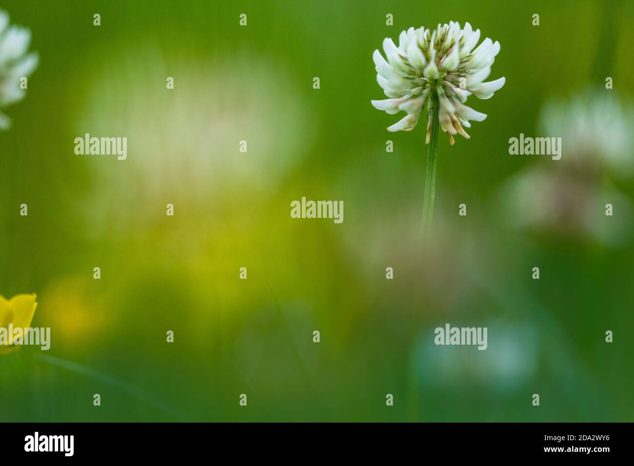 Trèfle blanc (Trifolium repens), floraison dans un pré, pays-Bas, Drenthe Banque D'Images