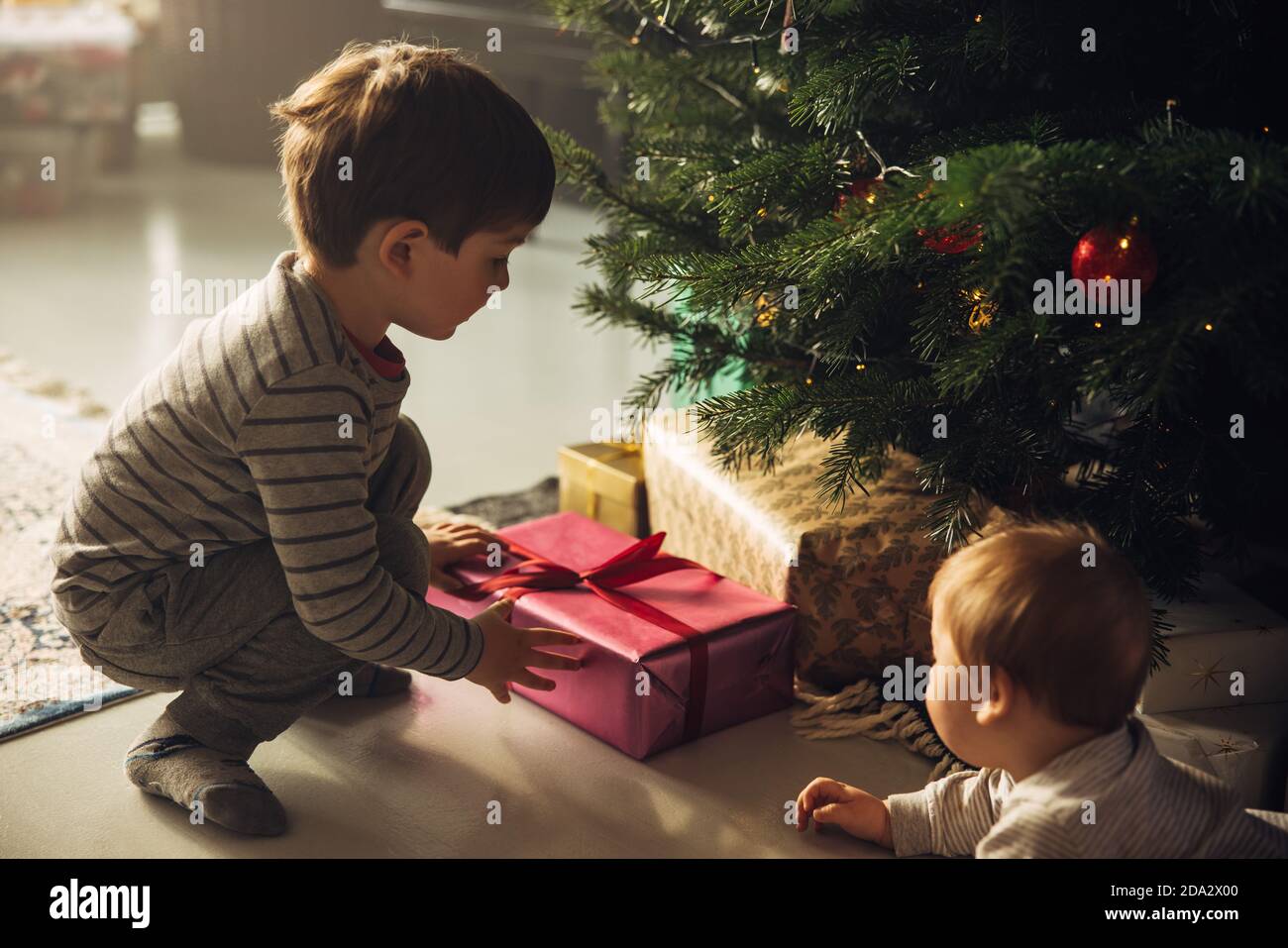 Deux garçons ramassant des cadeaux de noël sous l'arbre de Noël. Cadeaux de Noël placés à côté d'un arbre de Noël avec deux enfants. Banque D'Images
