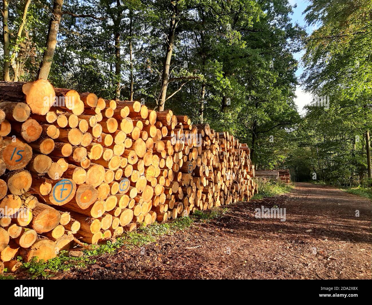 Pile de bois de conifères sur un chemin forestier, Allemagne Banque D'Images