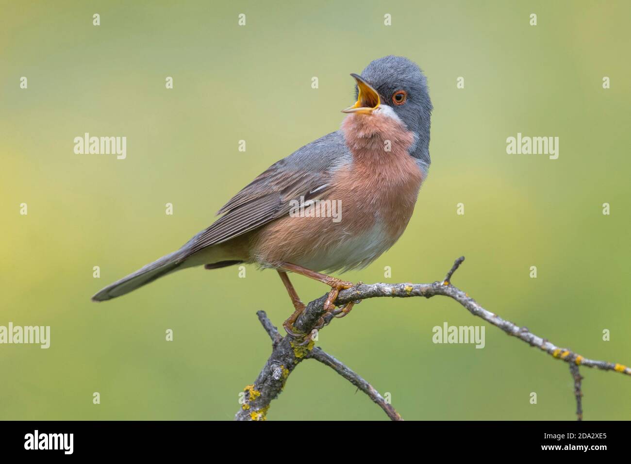 La Paruline de Moltoni (Sylvia susalpina), perches mâles chantant sur une branche, Italie, Passo della Raticosa Banque D'Images