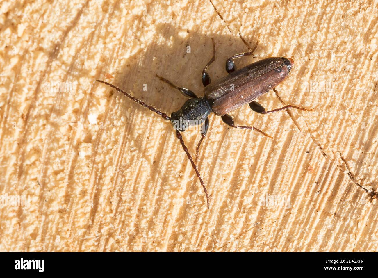 Scarabée d'épinette brune (Tetropium cf. Fuscum, Isarthron cf. Fuscum, scarabée d'épinette brune), sur bois, Allemagne Banque D'Images