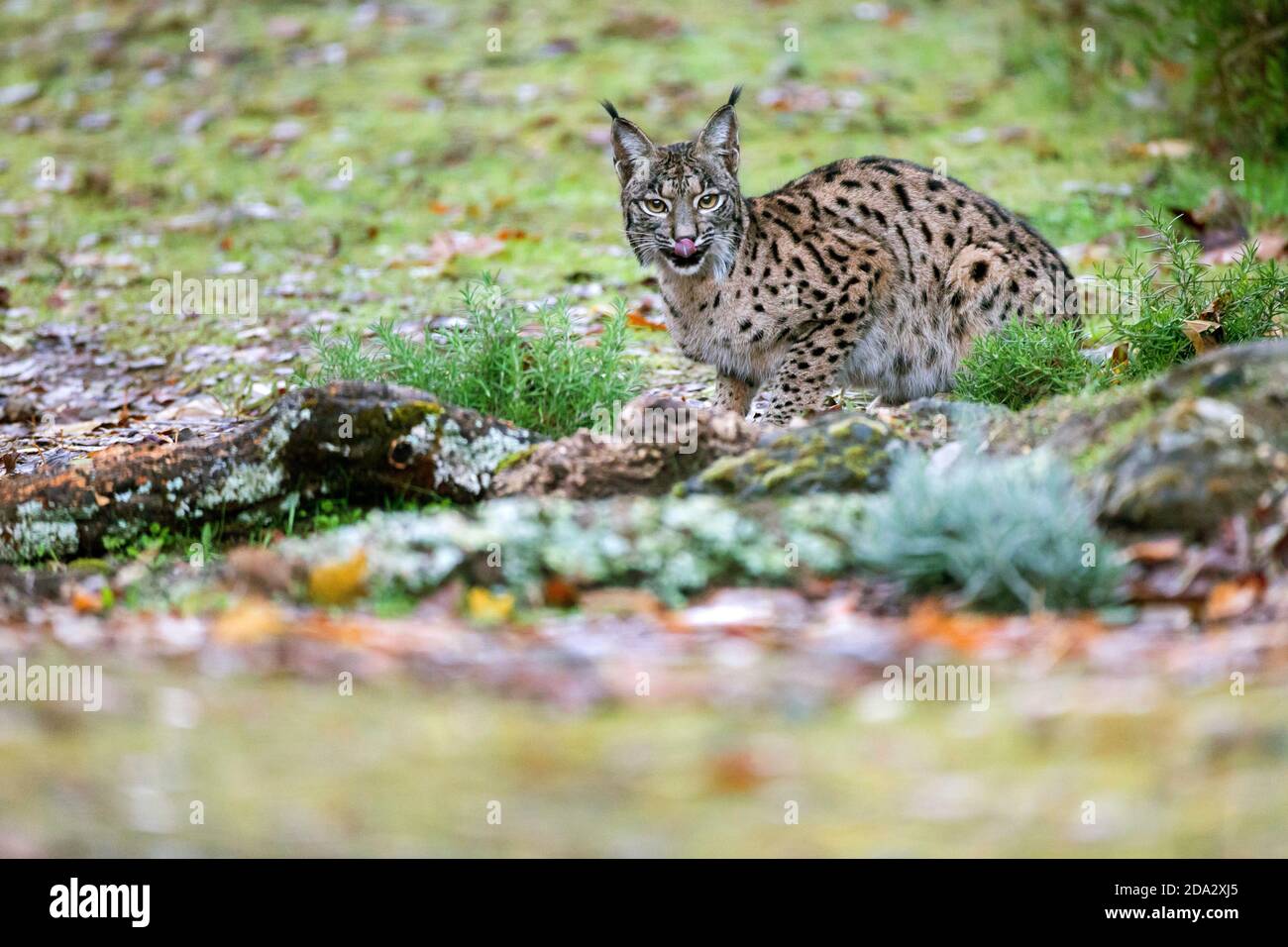 Lynx ibérique (Lynx pardinus), repose sur le sol et léchant son museau, Espagne Banque D'Images