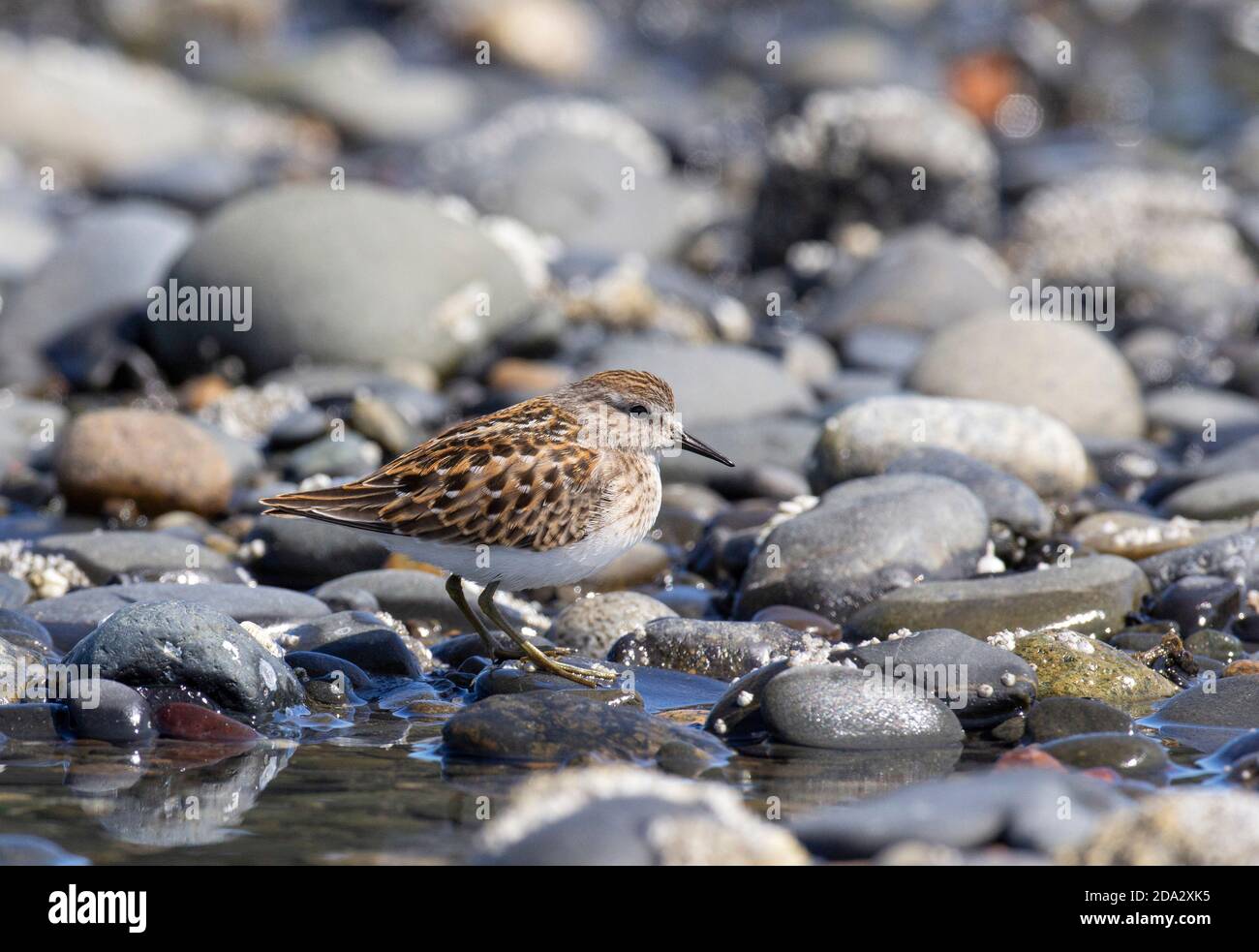 Moins de sandpiper (Calidris minutilla), Morph intermédiaire de jeunes Sandpiper (Calidris minutilla) dans le plumage frais pendant l'été, USA, Alaska, Banque D'Images