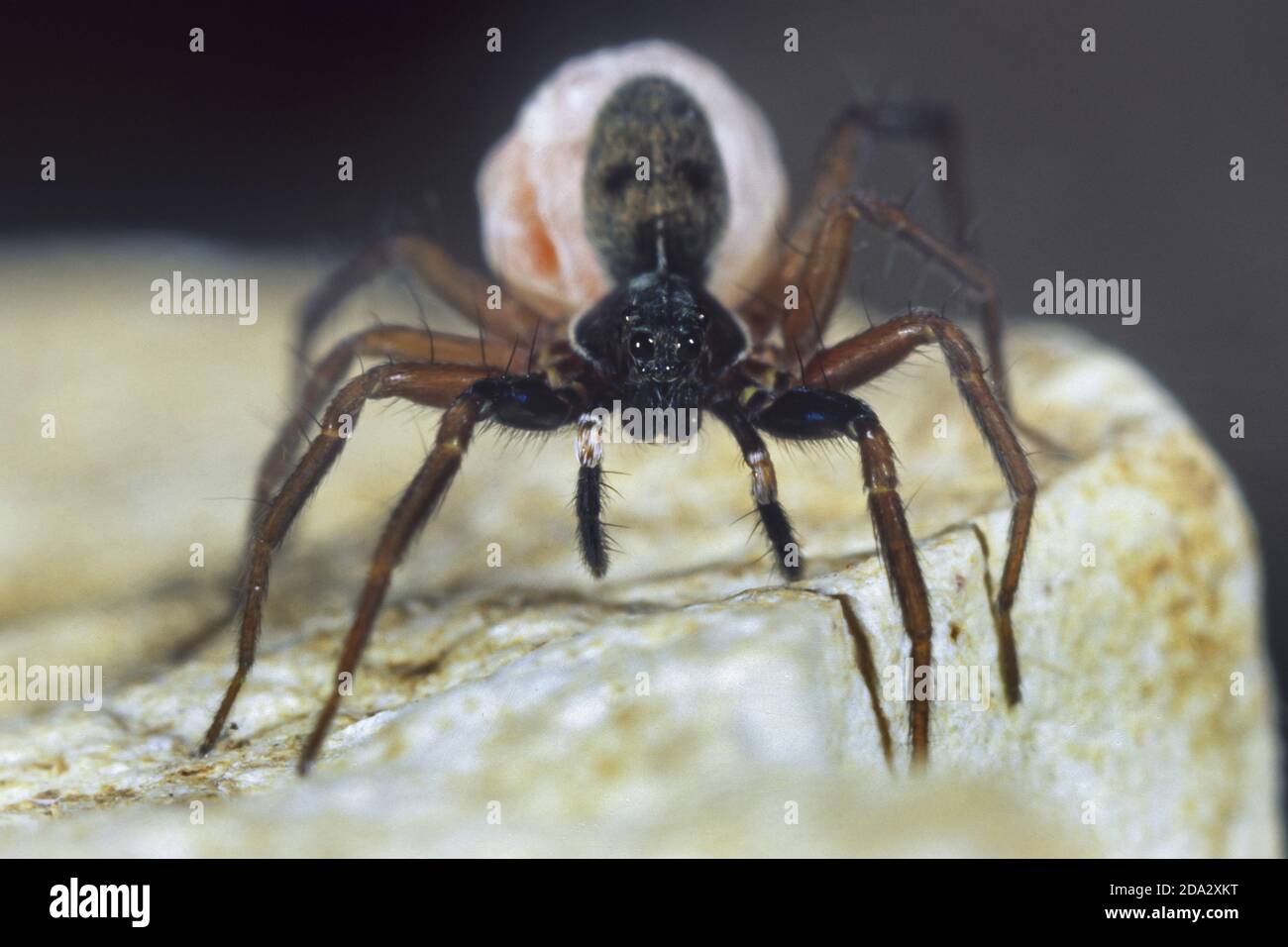 araignées de loup, araignées terrestres (Aulonia albimana), femelle avec cocon, Allemagne Banque D'Images