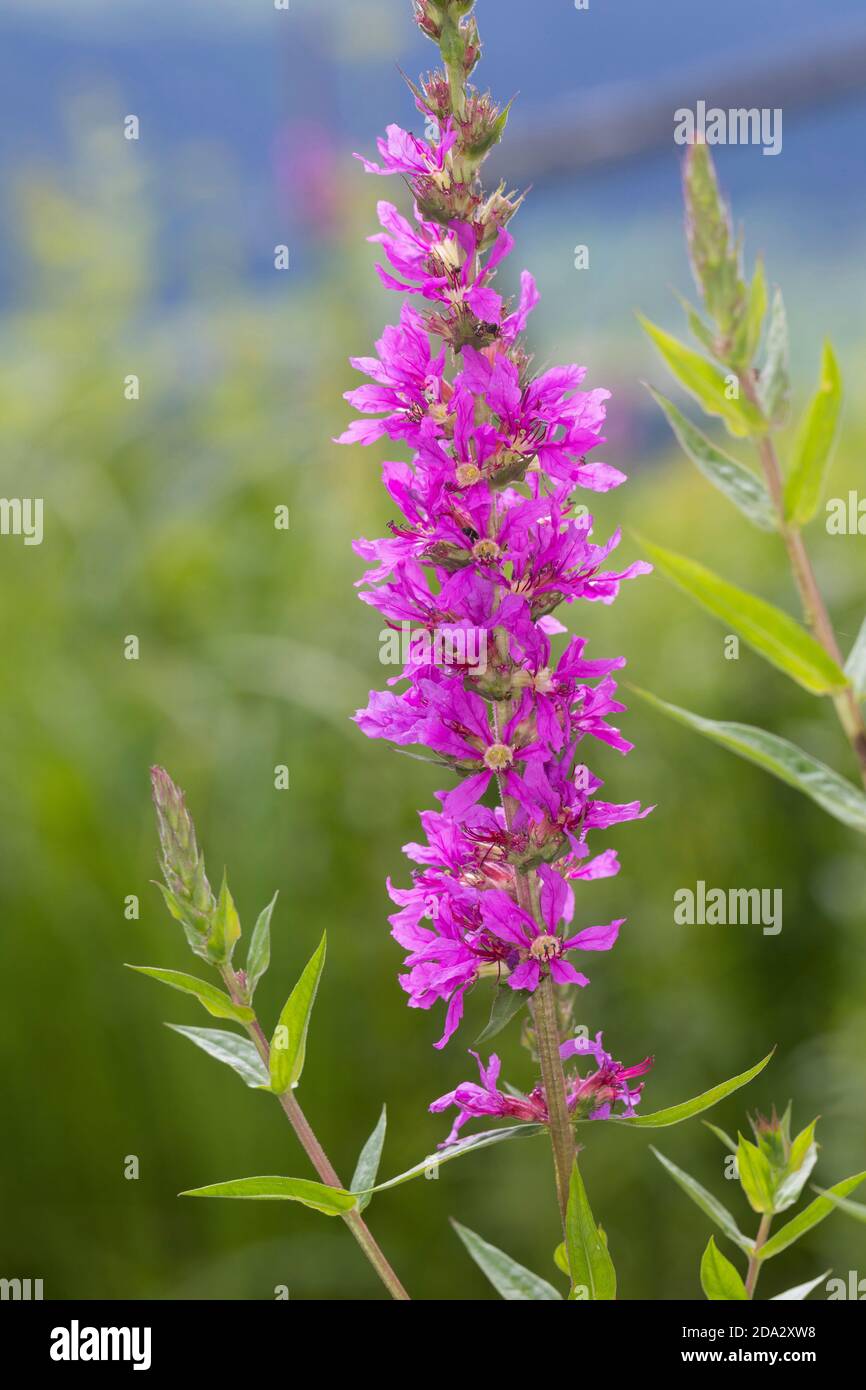 La salicaire, spiked salicaire (Lythrum salicaria), inflorescence, Allemagne Banque D'Images