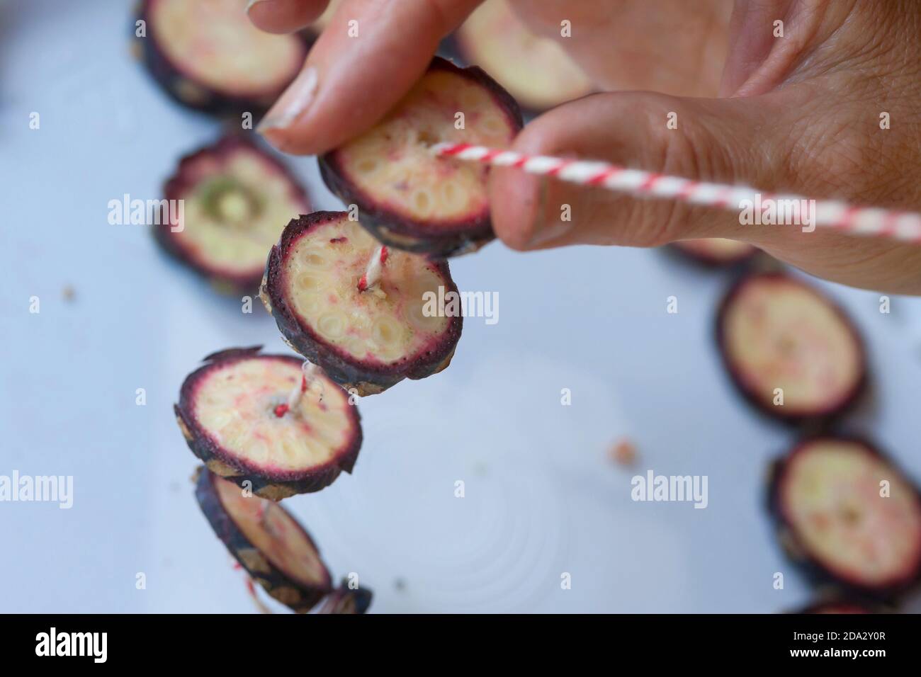 PIN de pierre suisse, PIN d'arolla (Pinus cembra), production d'une chaîne conique, photo de série 5/10, Allemagne Banque D'Images