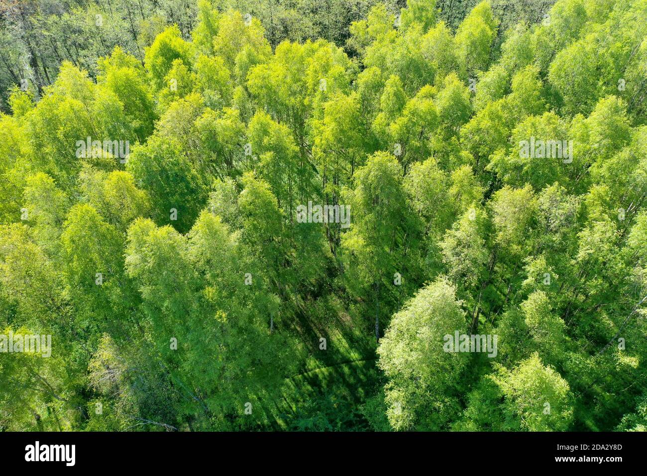 Bouleau à papier, bouleau argenté, bouleau blanc européen, bouleau blanc (Betula pendula, Betula alba), forme de forêt de bouleau ci-dessus, vue aérienne, Allemagne, Banque D'Images