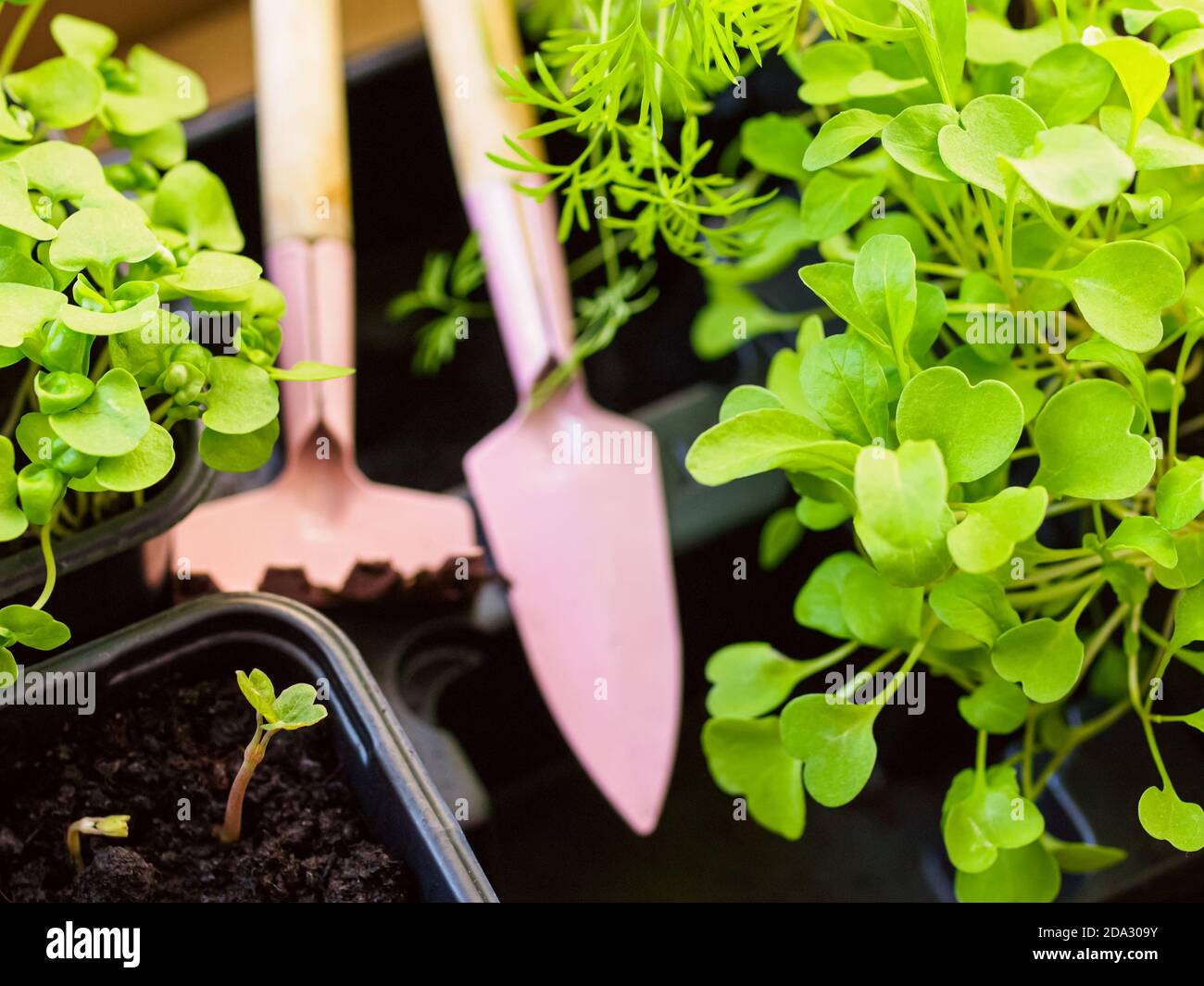 Herbes aromatiques fraîches dans une boîte en bois. Banque D'Images
