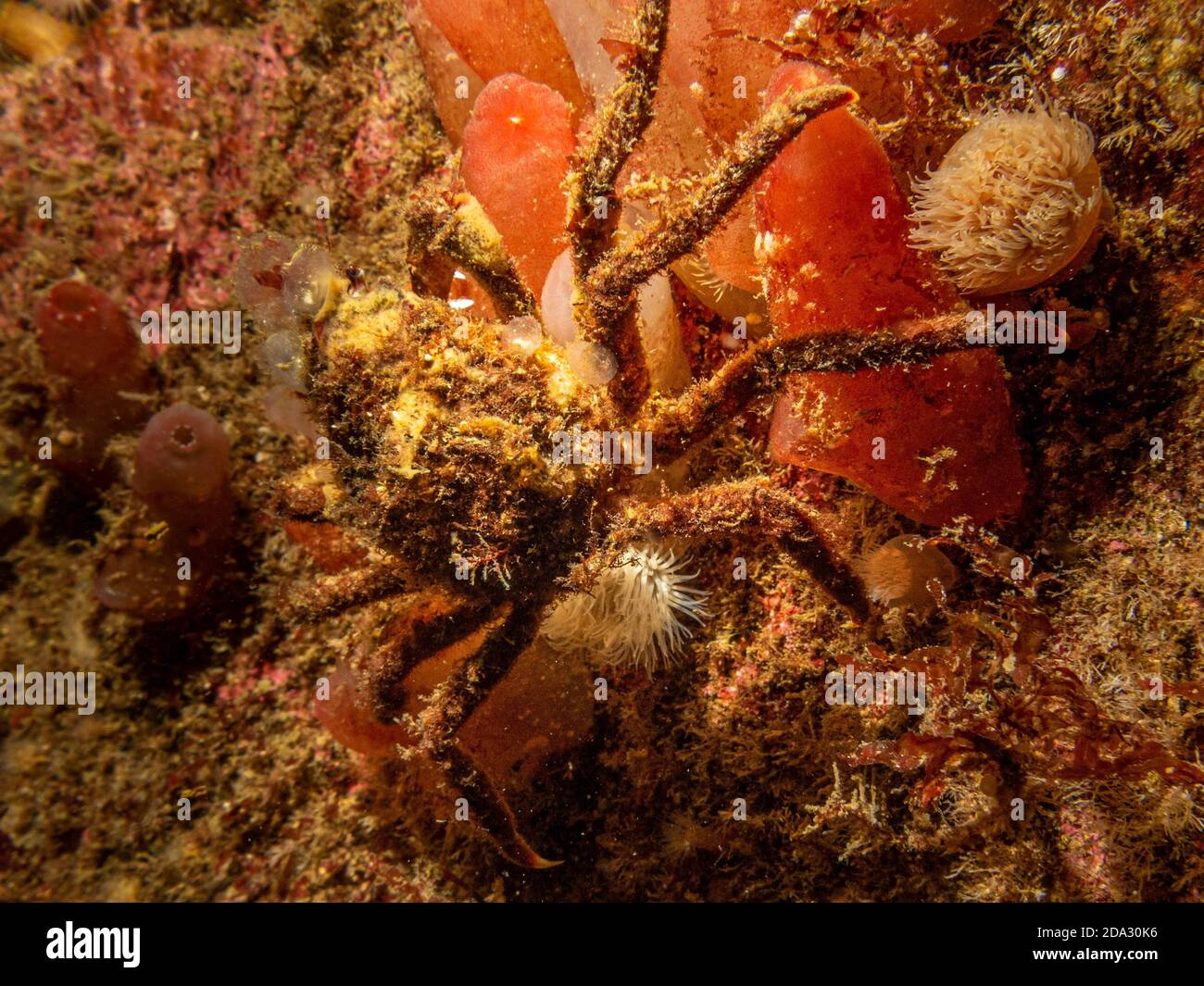 Un gros plan de l'Ascidiacea, communément connu sous le nom d'ascidiens ou de jets de mer et d'un crabe araignée. Photo des îles Weather, mer de Skagerack, ouest de la Suède Banque D'Images