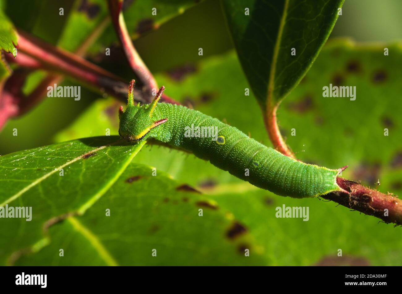 Vue d'ensemble de deux pasha à queue (aka foxy Empereur) caterpillar (Charax jasius) sur les brindilles et les feuilles vertes de sa plante hôte: Fraise. NAT. Parque Banque D'Images