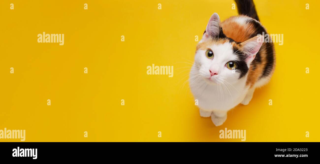 Le joli petit chaton tricolore court se trouve sur un fond jaune vif. Bannière sur les animaux de compagnie. Le point de vue de Creativ pour la boutique d'animaux. Vue de dessus, espace de copie Banque D'Images