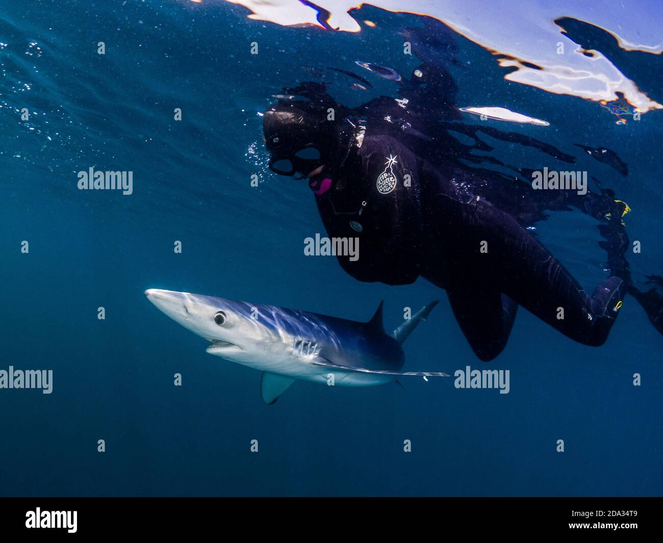 Plongée avec tuba avec les Blue Sharks au large de la côte de Plymouth, Royaume-Uni Banque D'Images