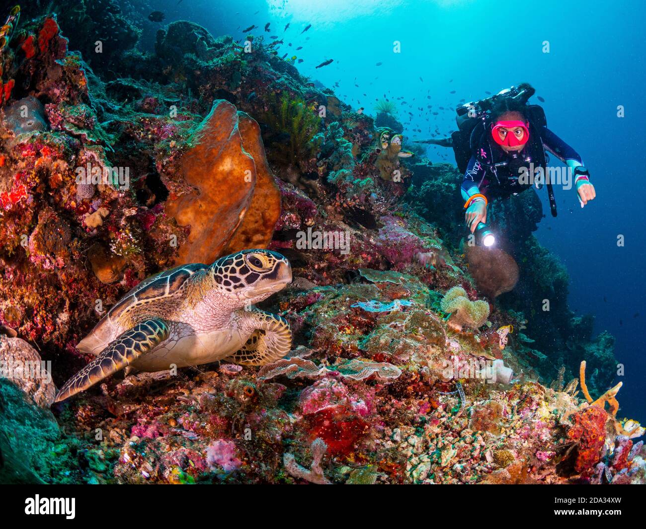 Plongée sous-marine avec les tortues de mer vertes dans le parc national de Bunaken, Indonésie Banque D'Images