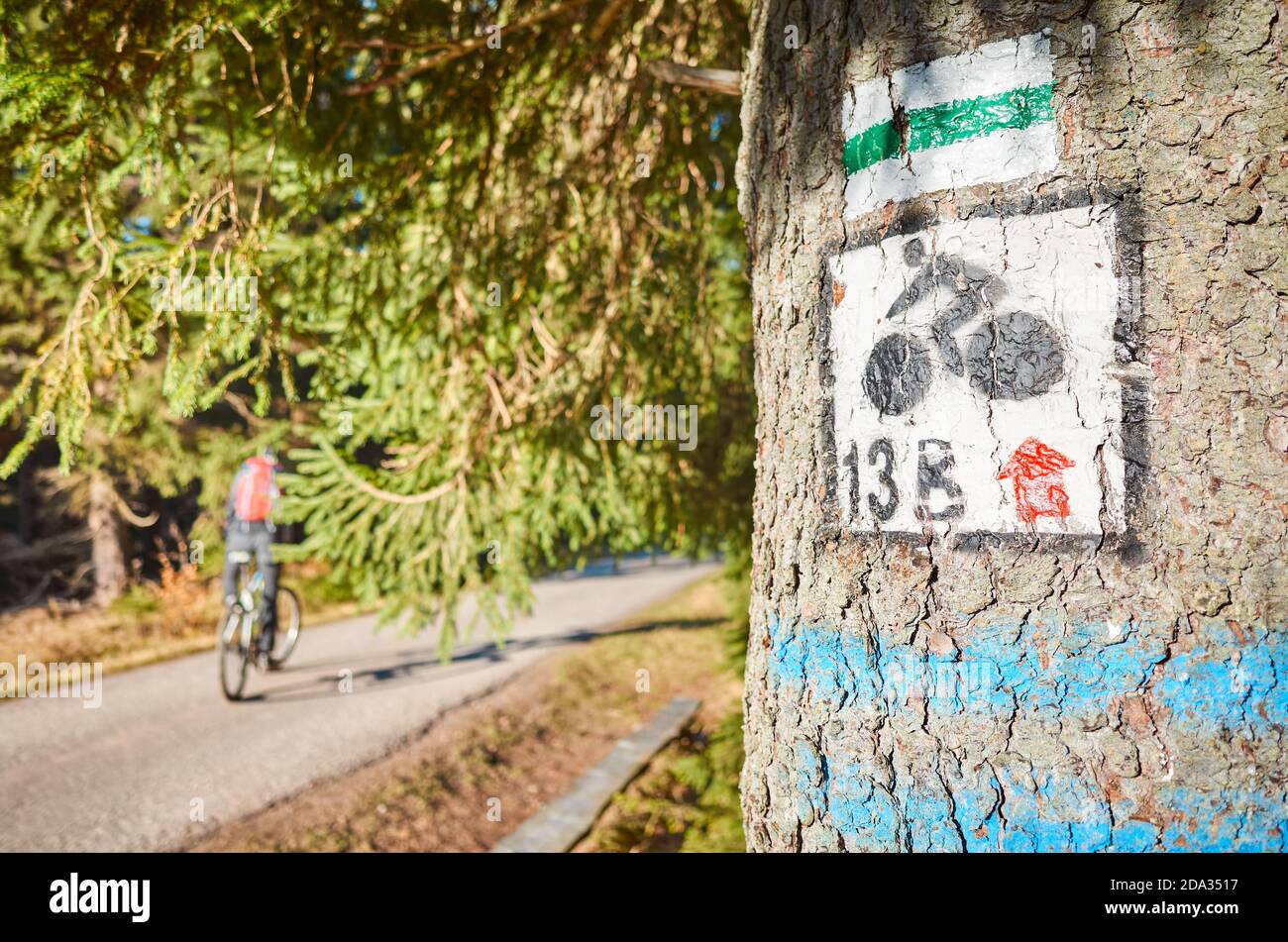 Piste cyclable et de randonnée marquée sur un arbre dans les montagnes d'Izera, attention sélective. Banque D'Images