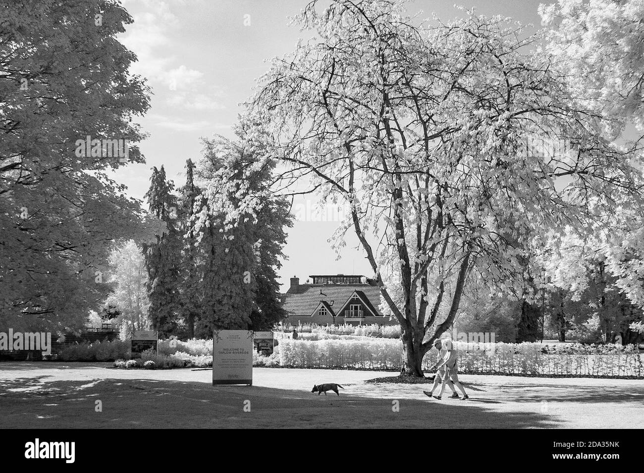 Maidenhead, Berkshire, Royaume-Uni., Dimanche, 09/08/2020, Infra-Red, couple marchant leur chien dans les jardins de la rivière Tasolow, [crédit obligatoire: Peter Spurrier], Banque D'Images