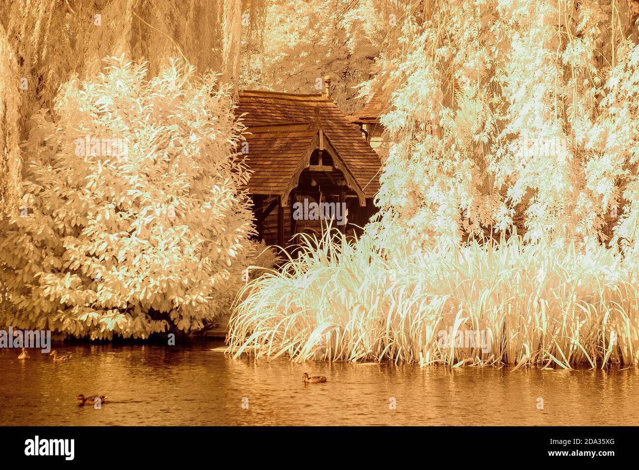 Maidenhead, Berkshire, Royaume-Uni., Dimanche, 09/08/2020, Infra Red, Raymill Island, vue générale, [crédit obligatoire: Peter Spurrier], Banque D'Images