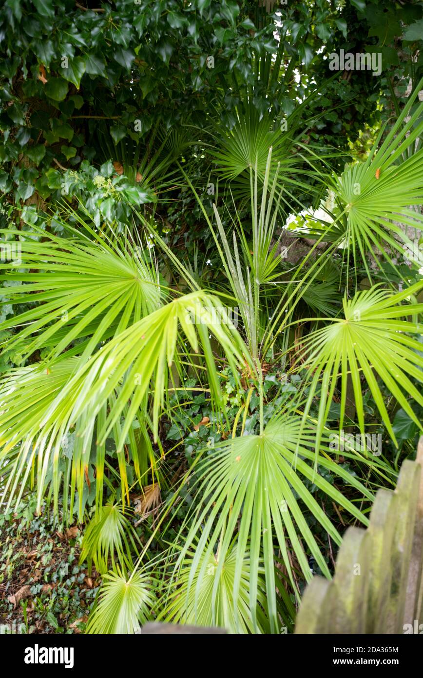 Maidenhead, Berkshire, Royaume-Uni., mercredi, 02/09/2020, Thames Path, Boulters Lock to Cookham, [crédit obligatoire : Peter Spurrier], River Thames, Thames Valley, Palm like Leaves, Banque D'Images