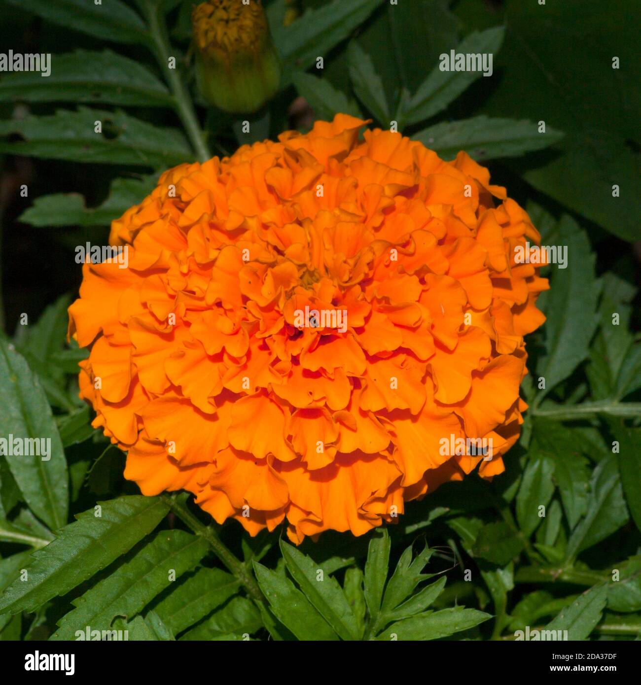 Orange Africain Marigold Marigolds Banque D'Images