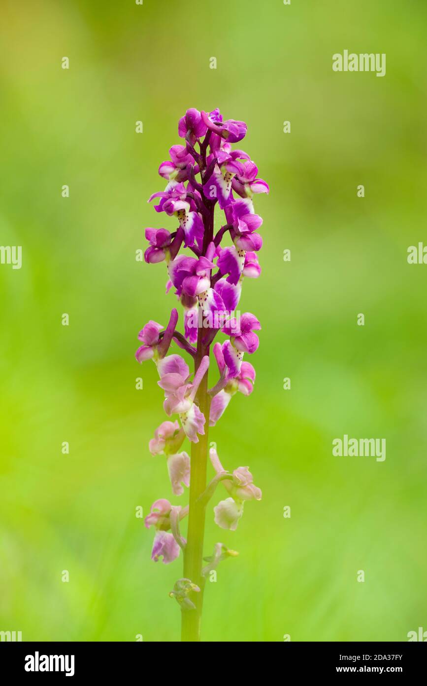 Orchidée pourpre précoce (Orchis masculin) en fleur au printemps au fond de Velvet dans les collines de Mendip, Somerset, Angleterre. Banque D'Images