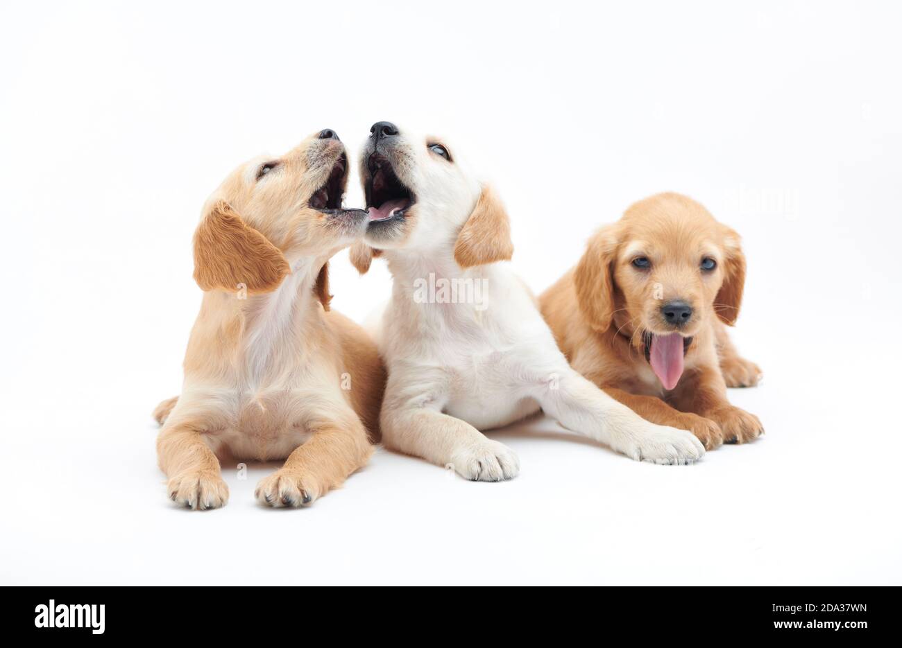 Les jeunes chiots de race Cocker Spaniel ont tourné en gros plan dans le studio Banque D'Images Les jeunes chiots de race Cocker Spaniel ont tourné en gros plan dans le studio Banque D'Images