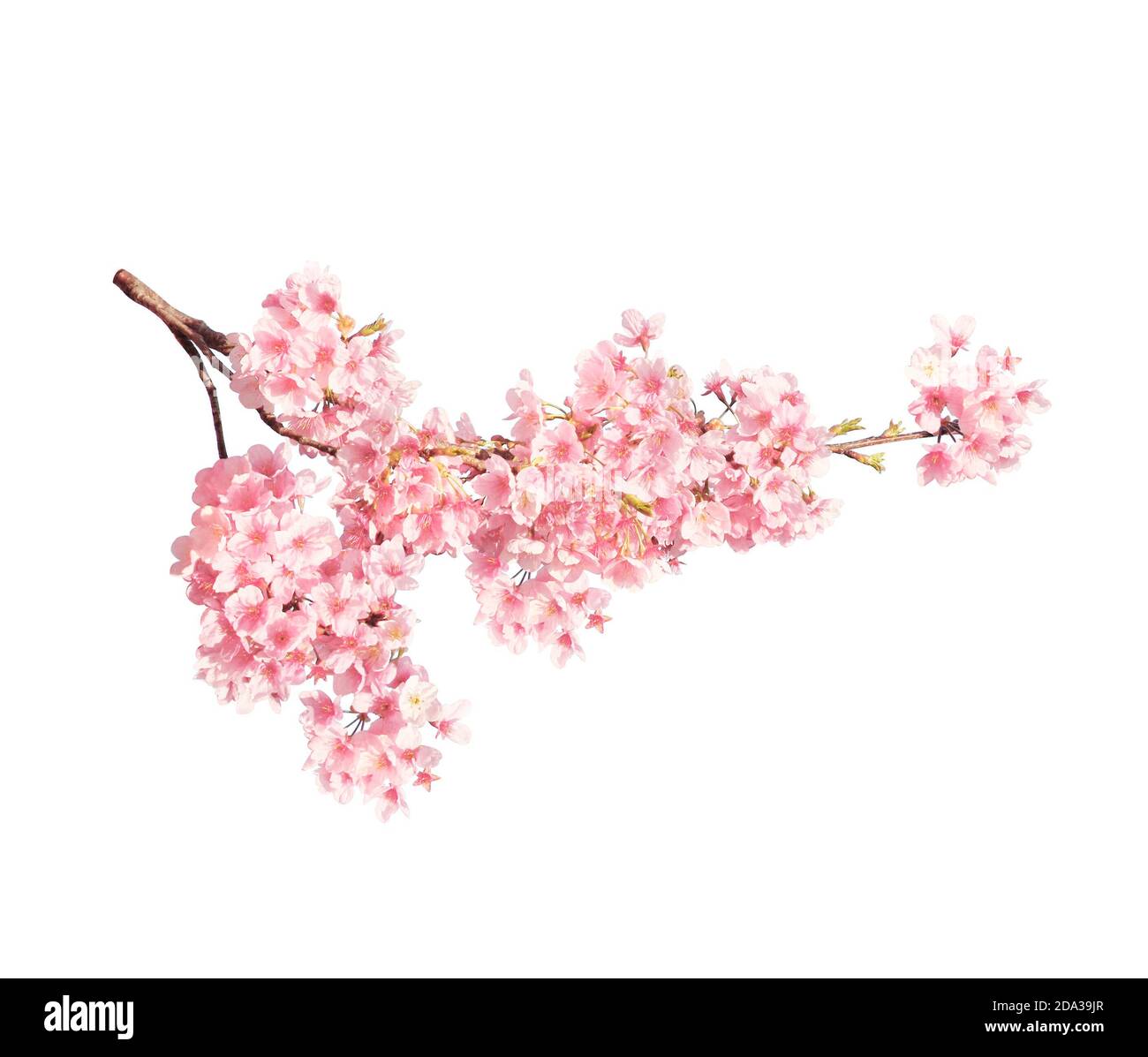 Branche de la sakura florissante avec des fleurs roses, Japon. Isolé sur fond blanc Banque D'Images