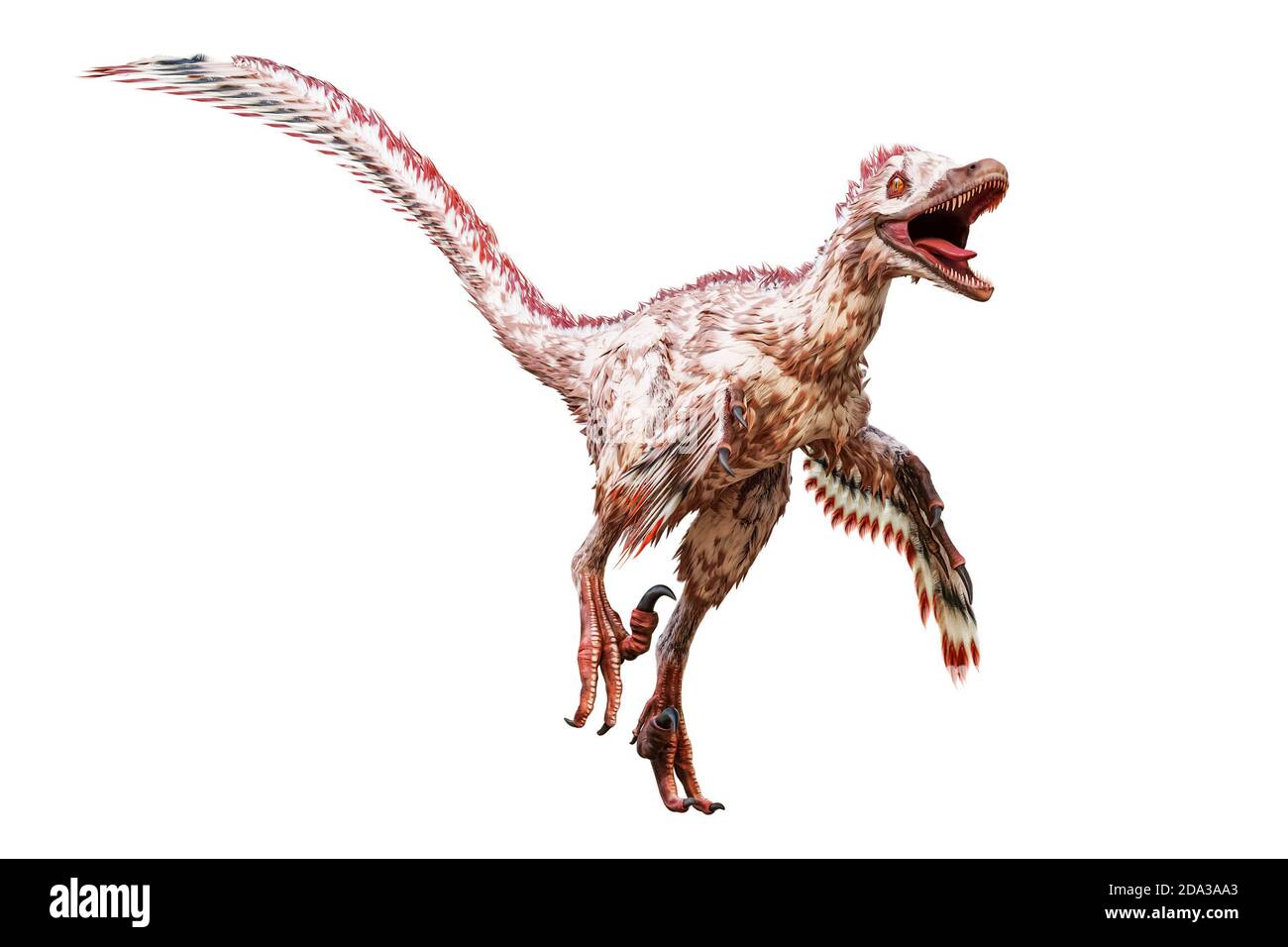 Velociraptor mongoliensis isolé sur fond blanc. Dinosaure théropode avec plumes de la période crétacée illustration scientifique de rendu 3D. Banque D'Images