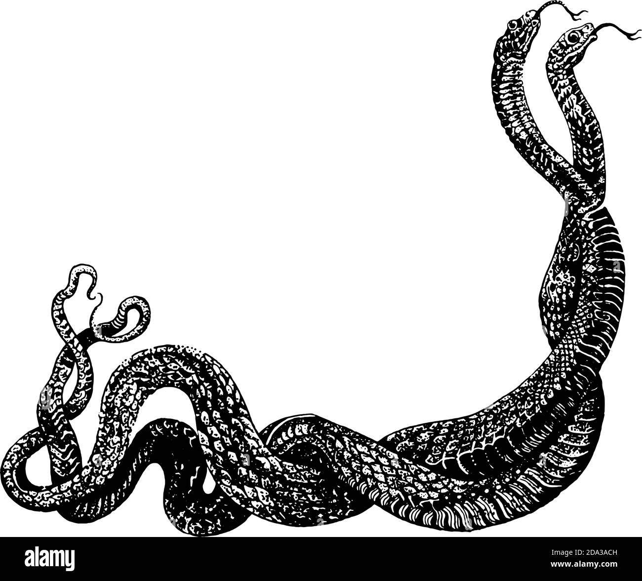 Deux serpents envenimés dans la danse d'amour. Illustration de stylo à encre dessinés à la main, isolée en noir sur blanc. Imprimé t-shirt, motif tatouage style travail de la dentine. Illustration de Vecteur