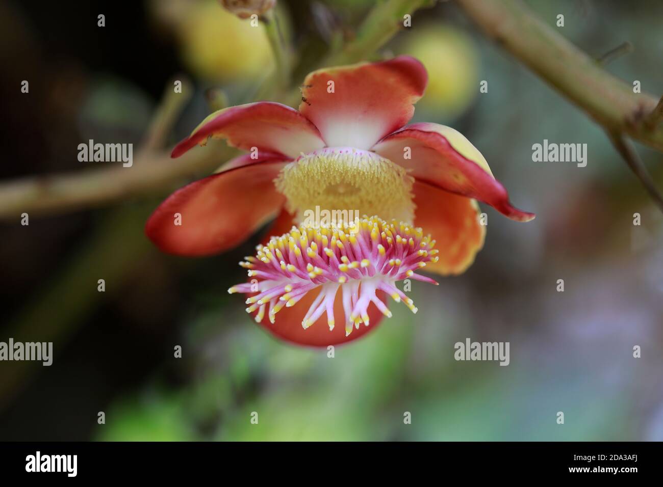 Dhaka, Bangladesh - 06 octobre 2020 : fleurs de Couroupita guianensis ou Nagalingam à l'université de Dhaka, au Bangladesh. Banque D'Images