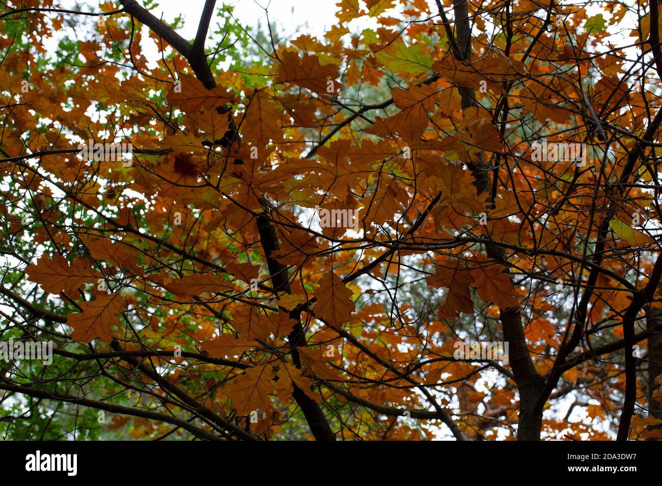 Feuilles d'automne de chêne rouge du Nord (Quercus rubra) Banque D'Images