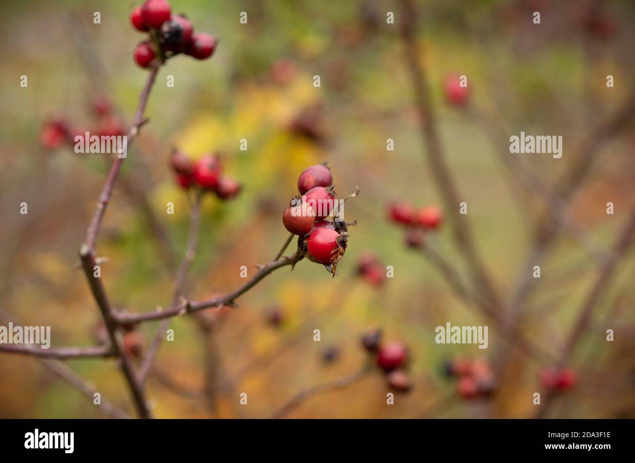 Rosa Canina, brousse de baies rouges. Vue sur l'automne avec Rosa Canina. Belles couleurs du mois de novembre Banque D'Images