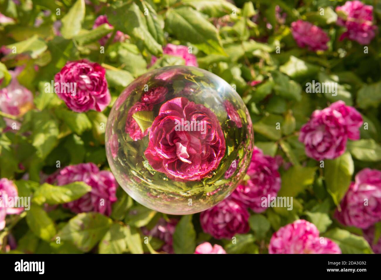 Un rosier et une boule de cristal Banque D'Images