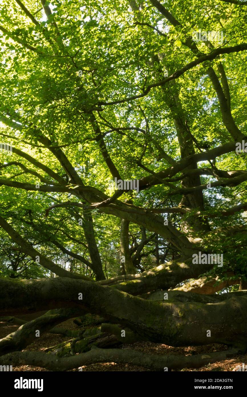 Les hêtres dans un bois Anglais Banque D'Images