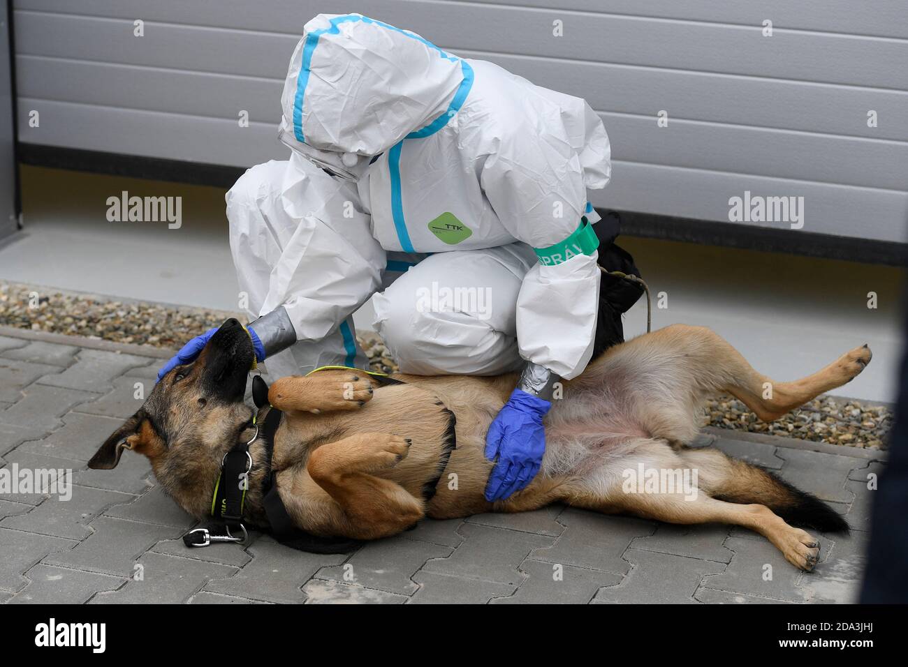 Les chiens de diagnostic (coronavirus-sniffing) pourraient offrir des voyages plus sûrs à l'aéroport et travailleront dans des maisons de personnes âgées en République tchèque. Le fonctionnaire des douanes tchèque présente ces chiens à Prague, République tchèque, le 9 novembre 2020. (CTK photo/Ondrej Deml) Banque D'Images