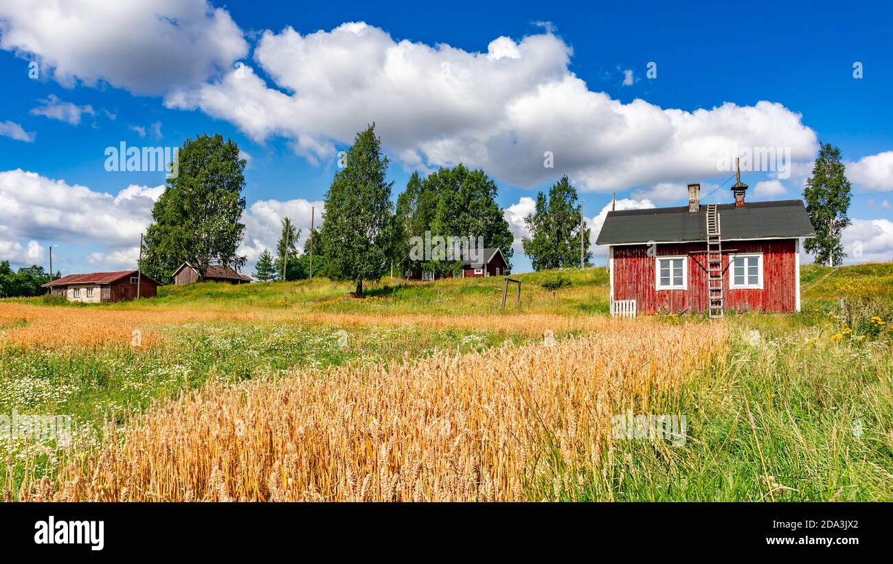 Village en été. Petites vieilles maisons en bois rouges dans un pré sous ciel bleu avec des nuages blancs. Paysage rural et style de vie. Champ de seigle. Récolte. Terres agricoles Banque D'Images
