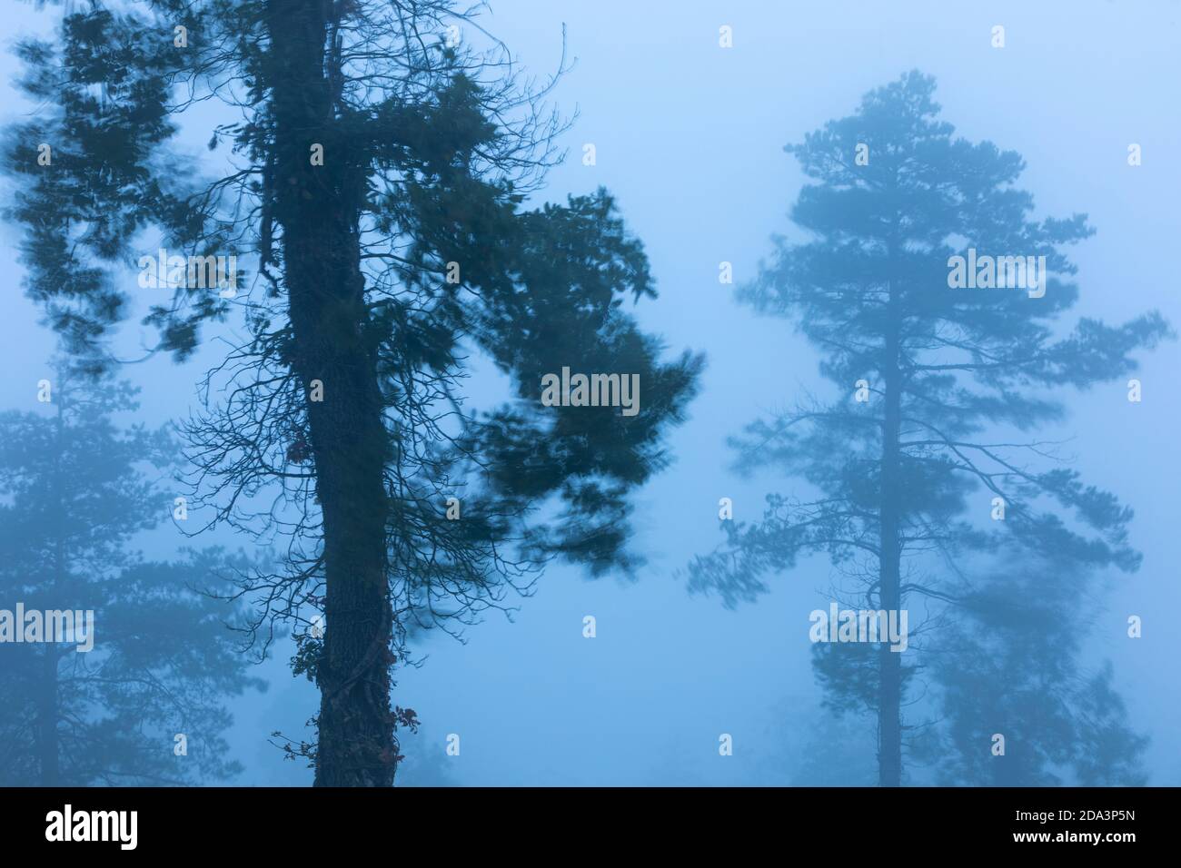 Tempête Alex frapper une forêt à l'aube dans le centre de la Catalogne comme une cyclogenèse explosive. Octobre 2020. Banque D'Images