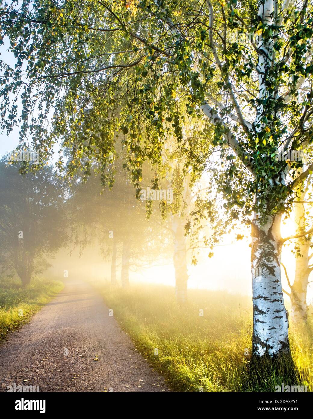 Sentier de campagne dans un matin brumeux. Route brumeuse aux rayons du soleil. Paysage rural avec arbres au lever du soleil avec brume. Paysage du matin avec soleil. Automne. Banque D'Images