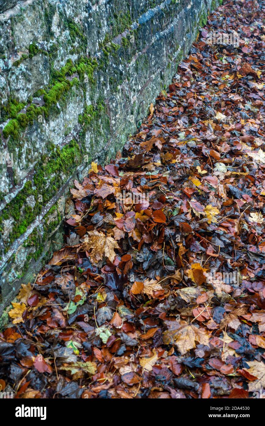 Des feuilles d'automne soufflées contre un mur sur un chemin Banque D'Images