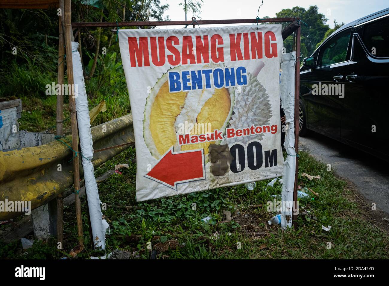 Le Musang King durian, également connu sous son nom original Raja Kunyit, a une chair jaune profonde, des pointes larges et émoussées, un écart entre la tige et les épines. Banque D'Images