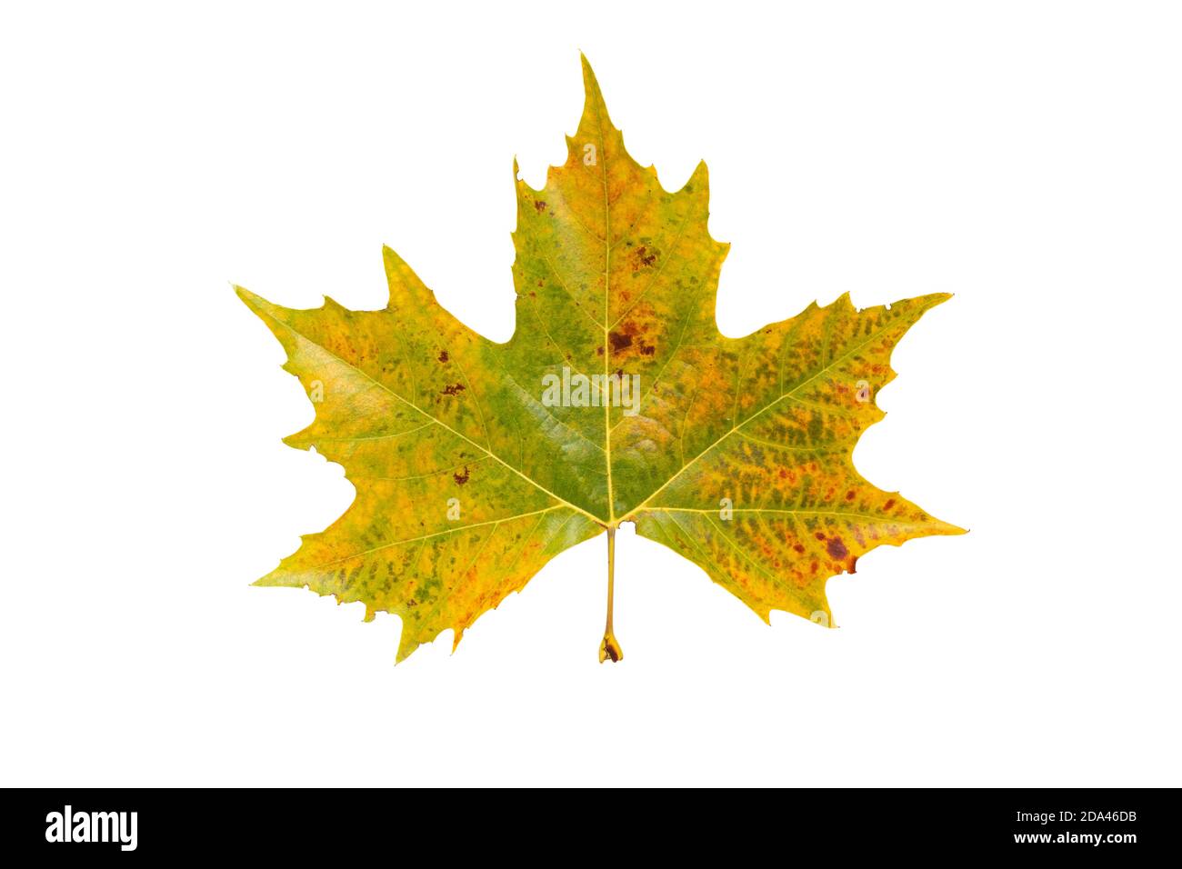 Feuille d'arbre de plan jaune d'automne isolée sur blanc. Feuillage d'automne de Platanus. Banque D'Images