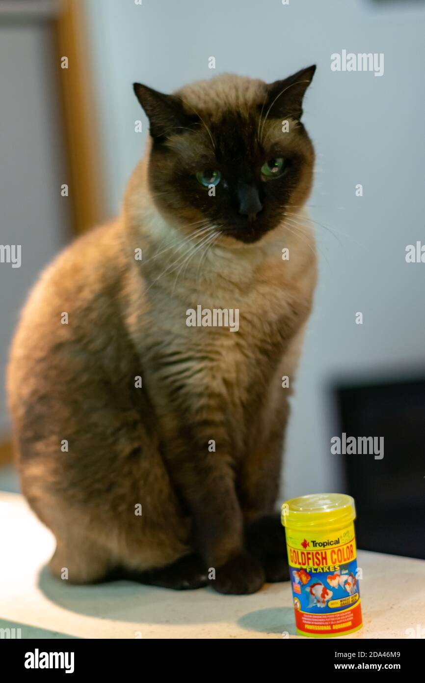 Chat siamois aux yeux bleus attendant sa nourriture près du récipient de nourriture de poisson rouge, Felis silvestris F. catus Banque D'Images